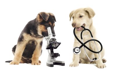 Puppy looking at a microscope and another puppy holding a stethoscope