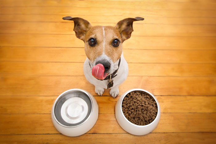 Dog licking its lips by water and food bowls