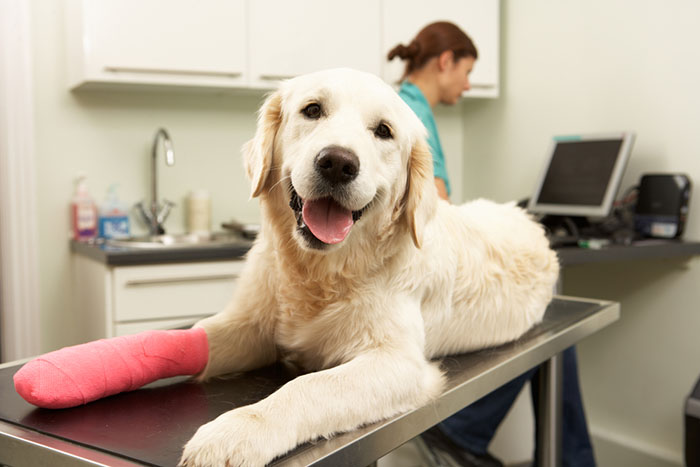 Smiling dog with a cast on its leg