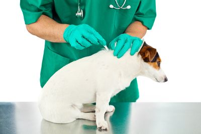 Veterinarian vaccinating a dog