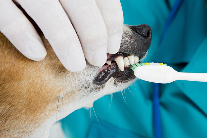 Dog Getting His Teeth Brushed