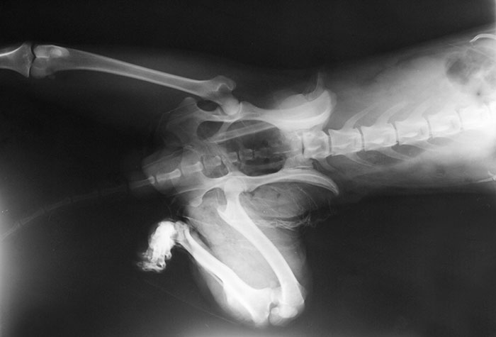 Radiograph of the pelvis and rear legs