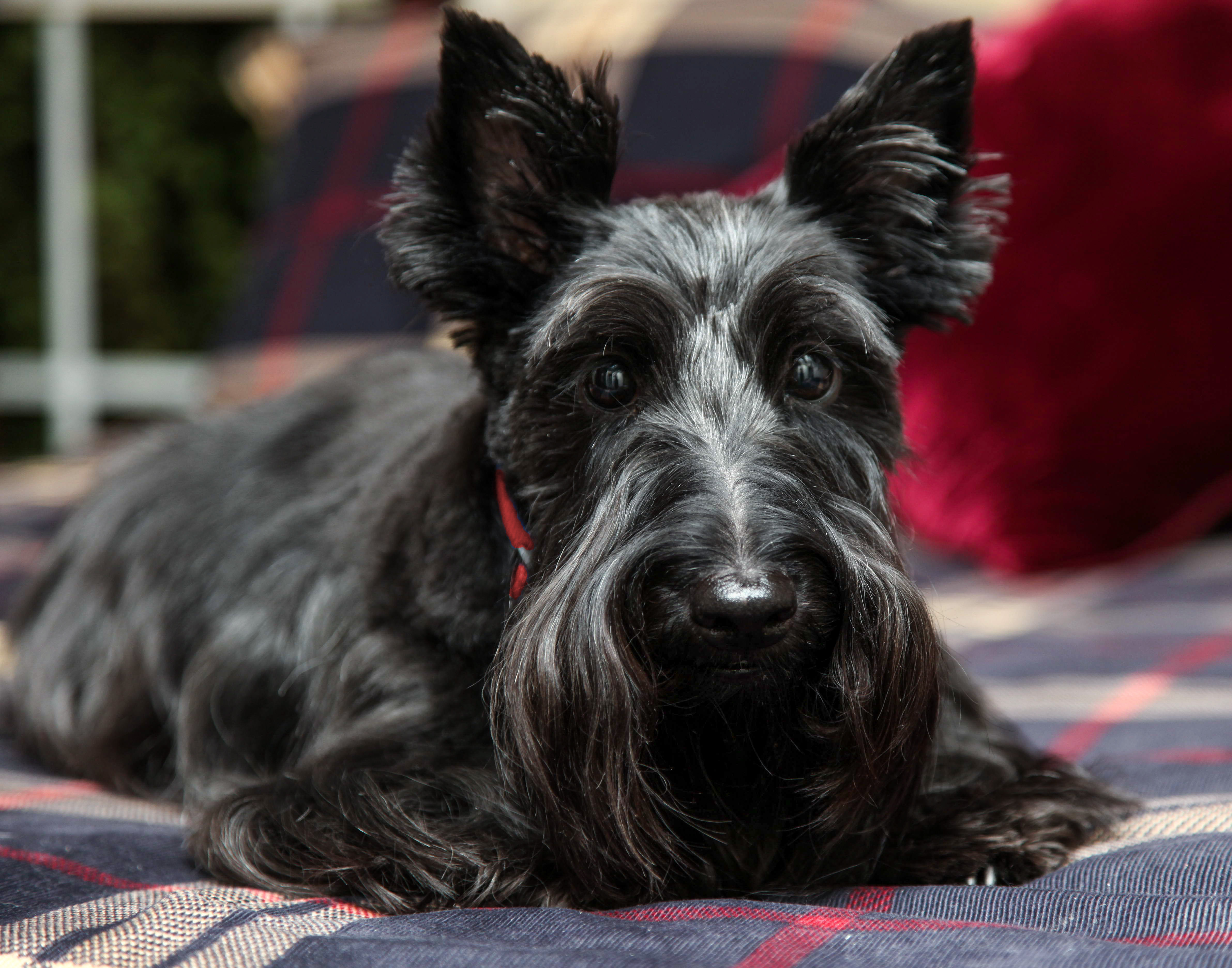 Heather Twomey the Scottish Terrier