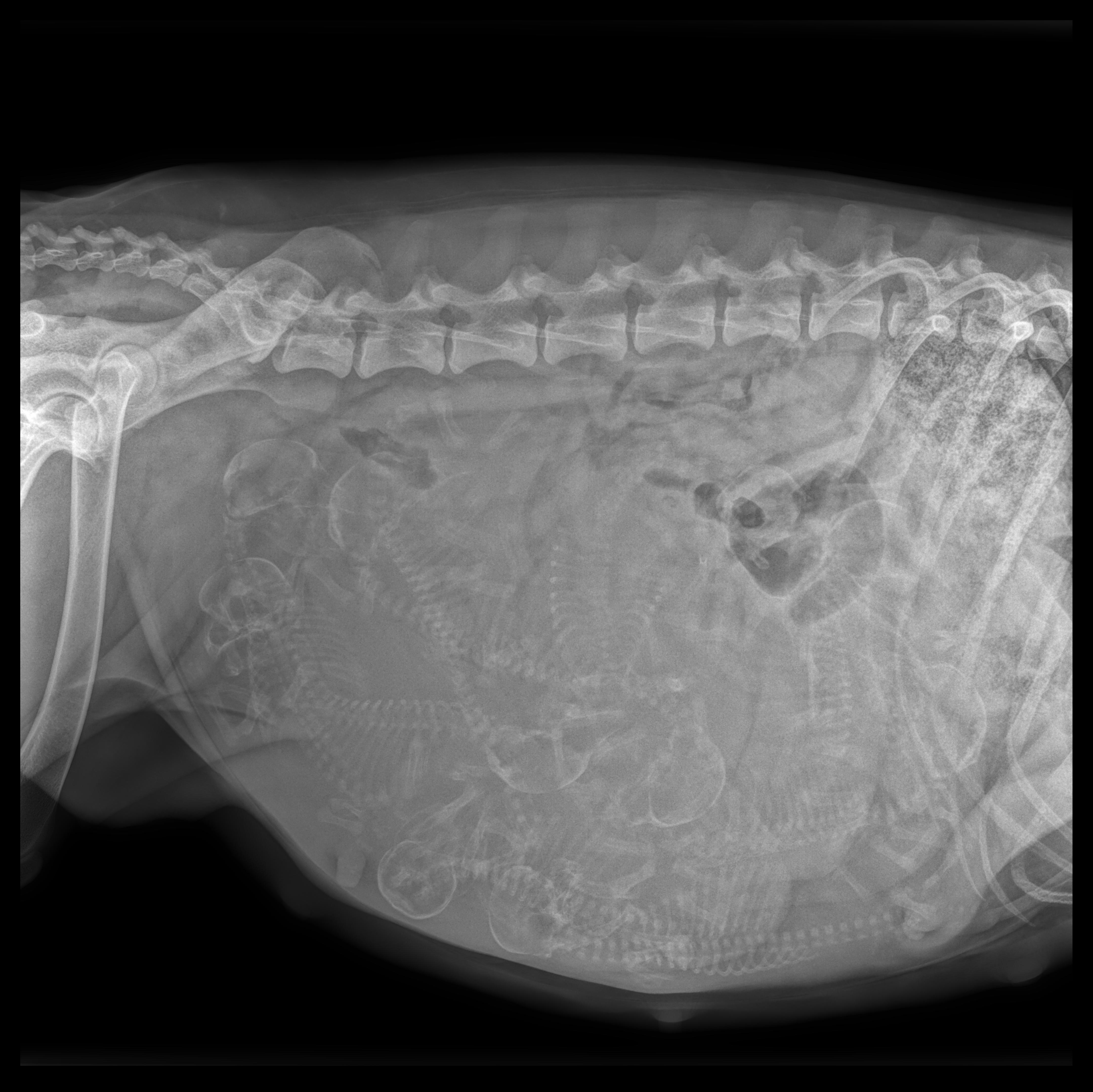 Radiograph of abdomen full of puppies