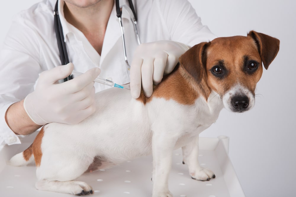 Dog Getting Vaccinations From a Veterinarian